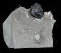 Bargain Enrolled Eldredgeops (Phacops) Trilobite - New York #32450-1
